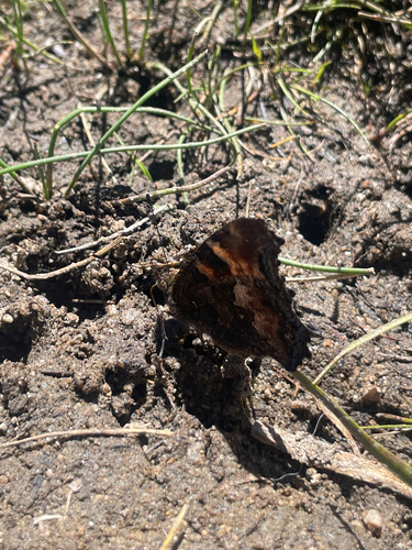 iNaturalist observation photo of California Tortoiseshell