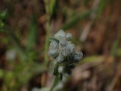 Micropus californicus