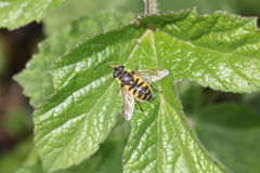 Myathropa florea