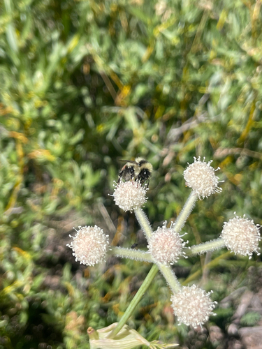 iNaturalist observation photo of Bumble Bees