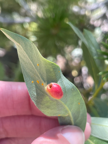 iNaturalist observation photo of Willow Apple Gall Sawfly