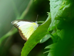 Appias lyncida eleonora