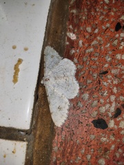 Lassaba parvalbidaria