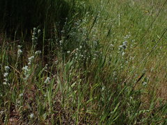 Micropus californicus