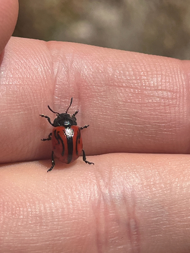 iNaturalist observation photo of Calligrapha sigmoidea