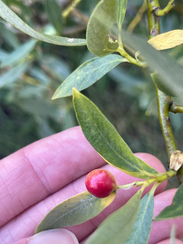 iNaturalist observation photo of Willow Apple Gall Sawfly
