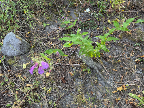 Penstemon serrulatus