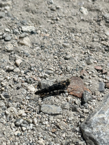 iNaturalist observation photo of Dancing Grasshopper