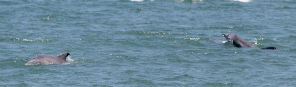Tursiops erebennus