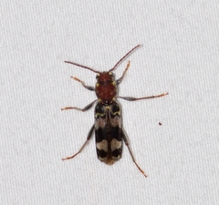 Xylotrechus colonus