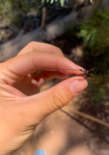 iNaturalist observation photo of Rhyssa