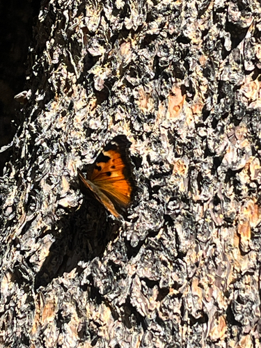 iNaturalist observation photo of California Tortoiseshell