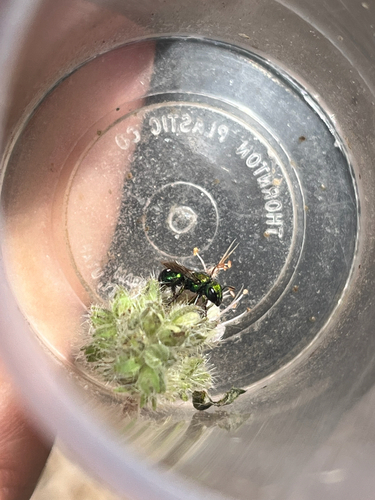 iNaturalist observation photo of Green Small-Mason