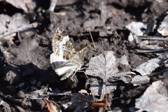 Xanthorhoe biriviata