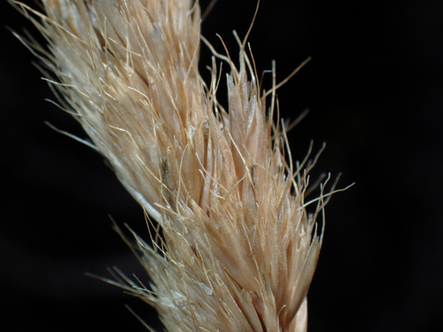Trisetum glomeratum observed 2026-08-01