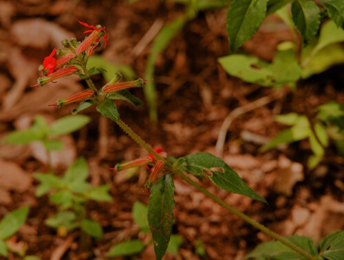 Cuphea heterophylla observed 2026-08-01