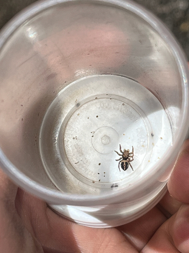 iNaturalist observation photo of Typical Jumping Spiders