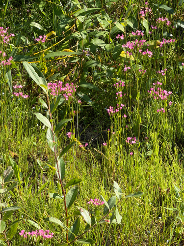 Centaurium erythraea