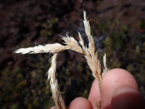 Trisetum glomeratum observed 2026-08-01