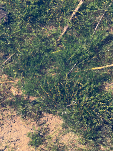 Chara globularis
