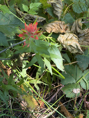 Castilleja miniata