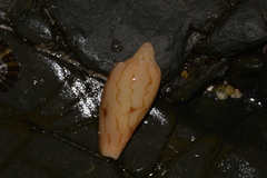Amoria hunteri