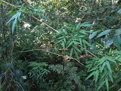 Chusquea ramosissima