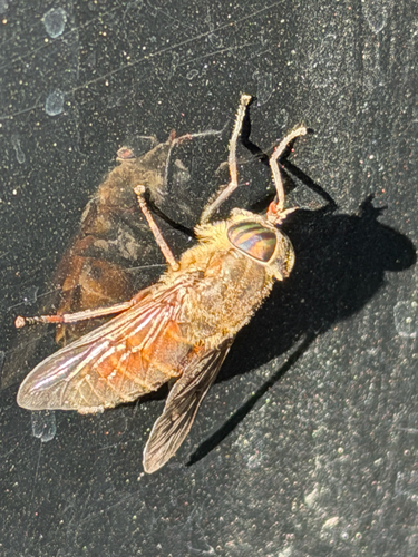 Silvius gigantulus