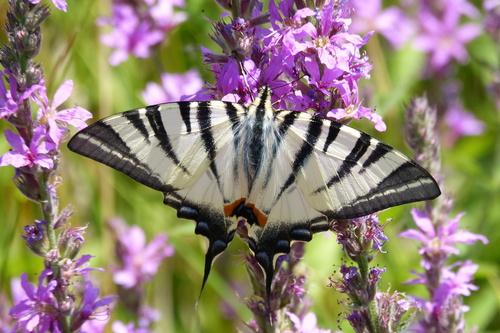 Scarce Swallowtail