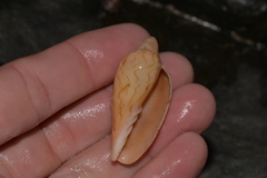 Amoria hunteri