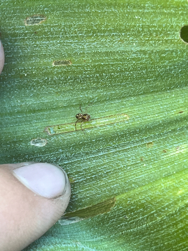 iNaturalist observation photo of Spiders