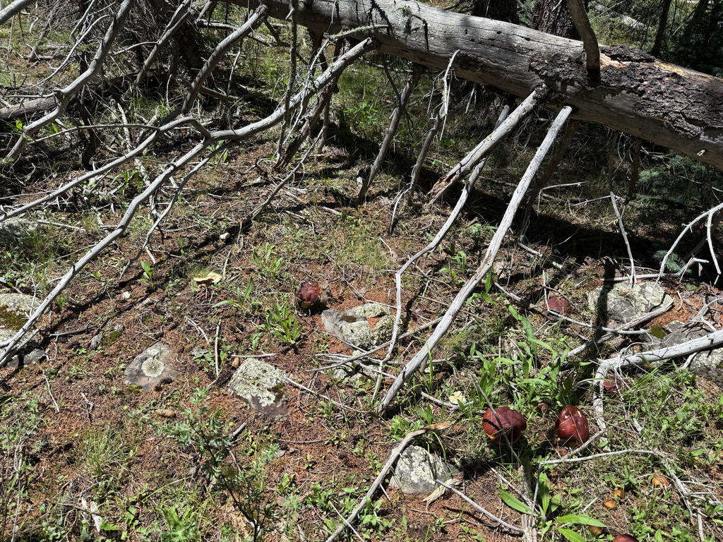 Ruby Porcini · August 2026 · photo: Photo: (c) Michael Tidwell, some rights reserved (CC BY) · iNaturalist