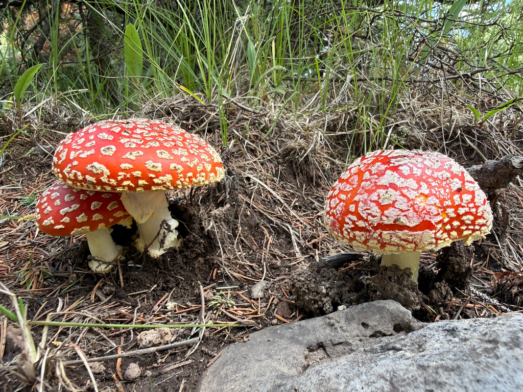 American Fly Agaric · August 2026 · photo: Photo: (c) Michael Tidwell, some rights reserved (CC BY) · iNaturalist