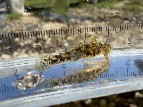 Freckled goby (Rhinogobius lentiginis) — Gobiidae — 2