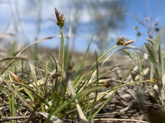 Carex umbellata