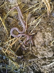 Contia tenuis
