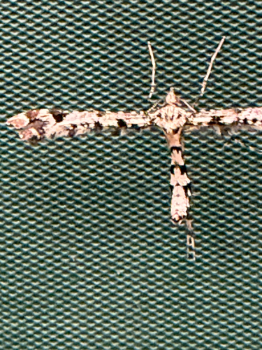 Amblyptilia pica