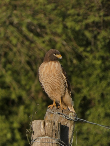 Roadside Hawk
