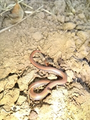 Contia tenuis