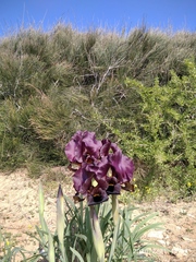 Iris atropurpurea