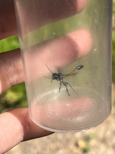iNaturalist observation photo of Thread-waisted Sand Wasps