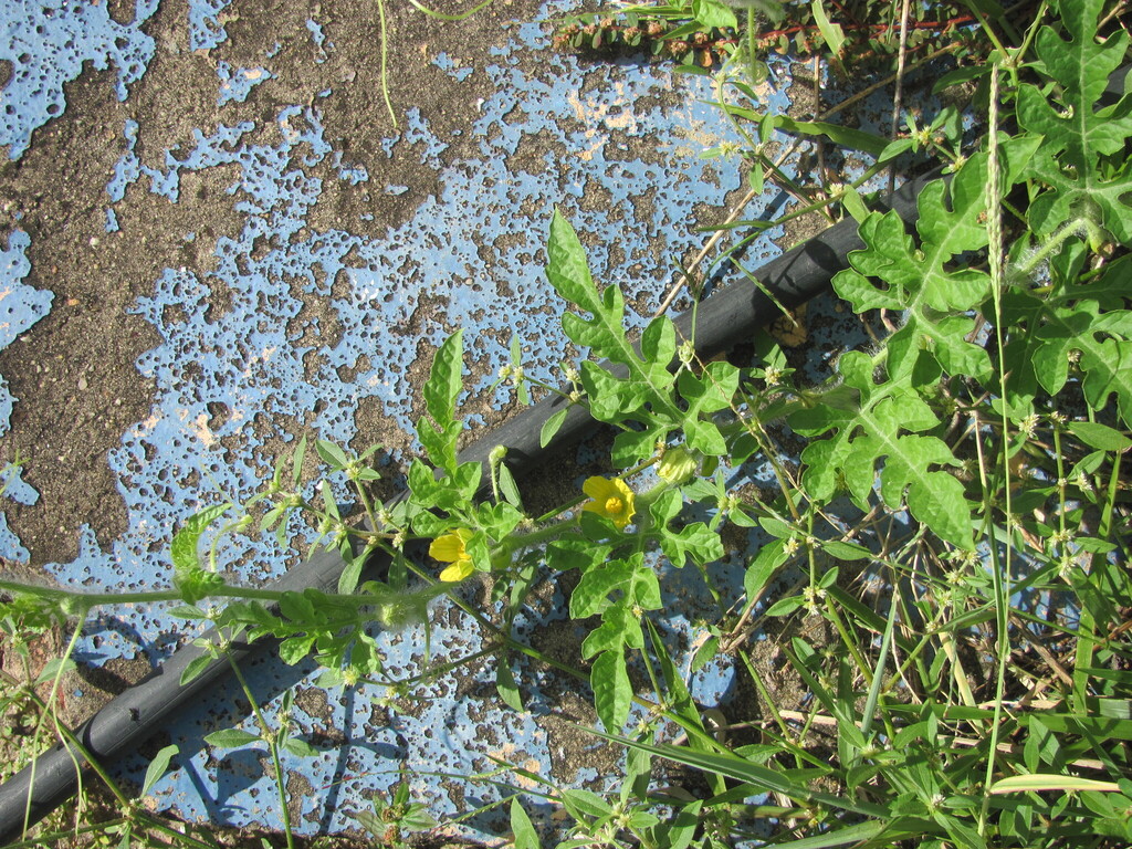 Citrullus lanatus, Av. Litorânea, São Luís - MA, Brasil