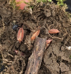 Androniscus dentiger