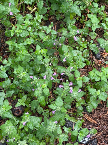 Clinopodium vulgare