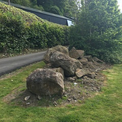 Androniscus dentiger