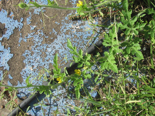 Citrullus lanatus