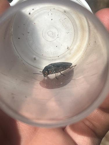 iNaturalist observation photo of Pink-faced jewel beetle