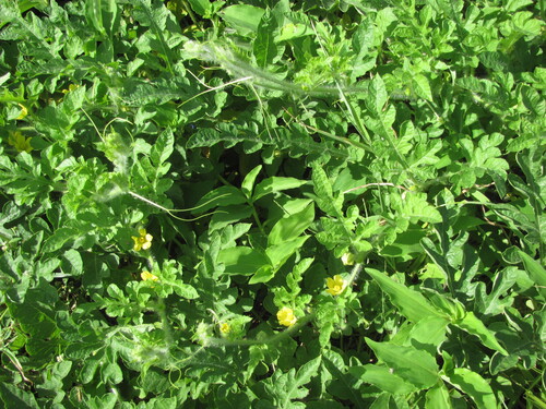 Citrullus lanatus