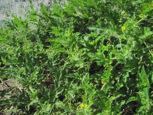 Citrullus lanatus
