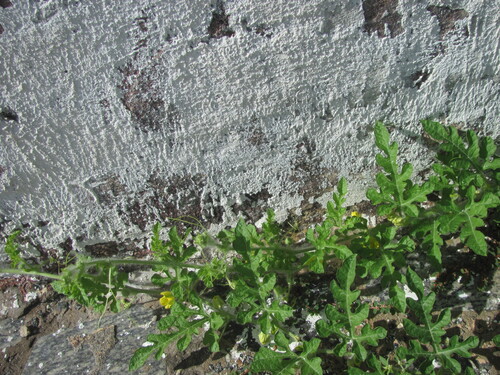 Citrullus lanatus